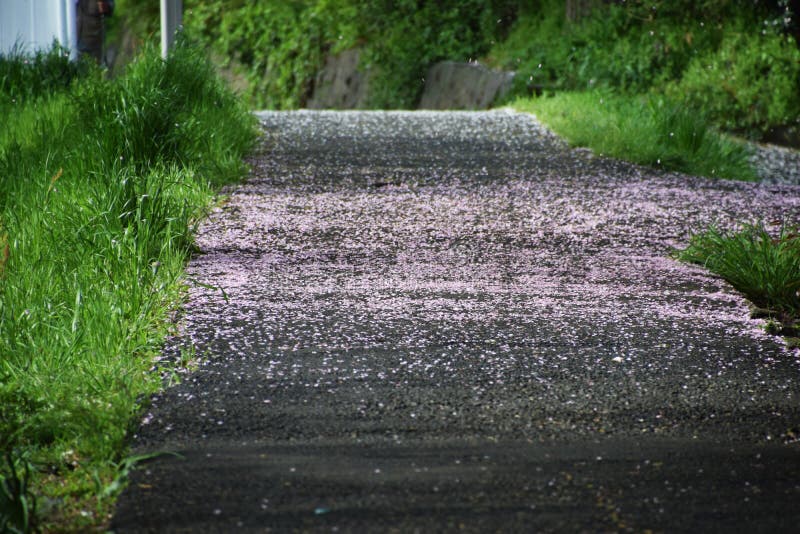 Cherry Blossom Petals on the Path Stock Photo Image of petals