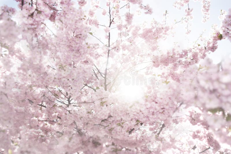 Rosa cereza flor un árbol sobre el primavera en iluminar desde el fondo.