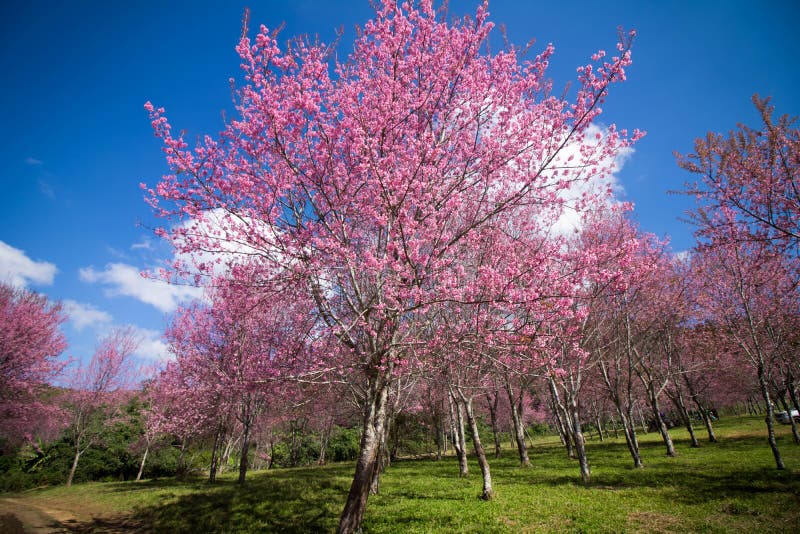 Cherry Blossom pink sakura Flower phu lom lo Loei Thailand