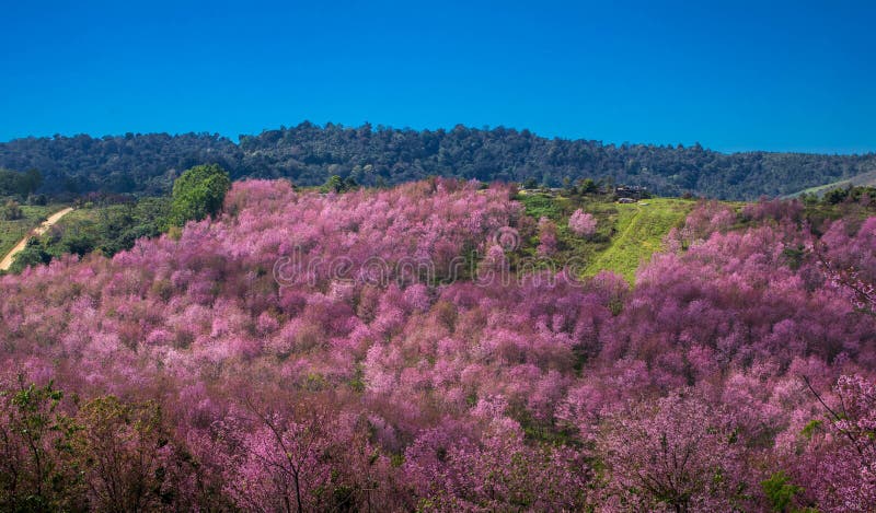 Cherry Blossom pink sakura Flower phu lom lo Loei Thailand