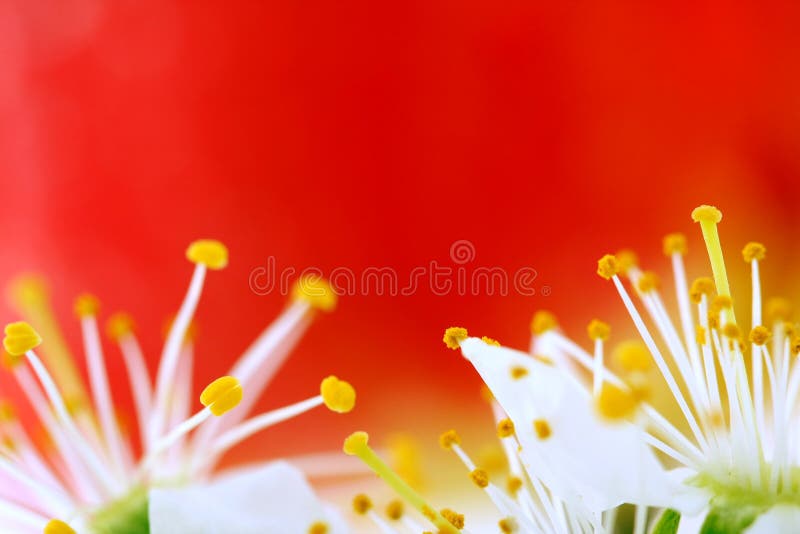 Cherry blossom on red