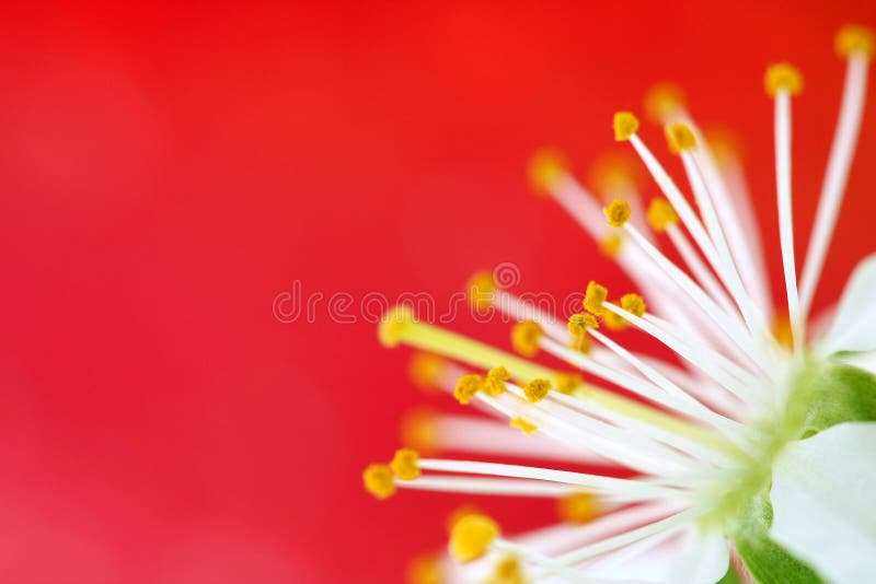 Cherry blossom on red