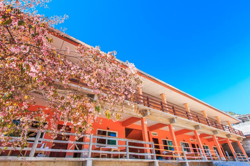 Cherry Blossom at the Resort Stock Image Image of resort, landscape