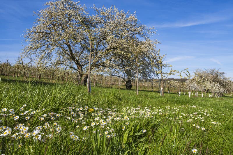 Blooming cherry trees under a white-blue sky in Frauenstein - Germany in the Rheingau. Blooming cherry trees under a white-blue sky in Frauenstein - Germany in the Rheingau