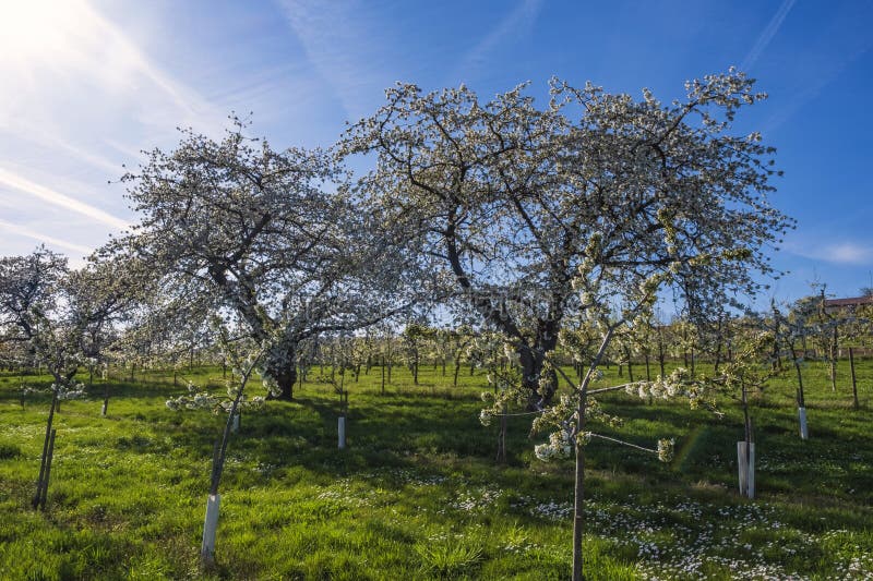 Blooming cherry trees under a white-blue sky in Frauenstein - Germany in the Rheingau. Blooming cherry trees under a white-blue sky in Frauenstein - Germany in the Rheingau