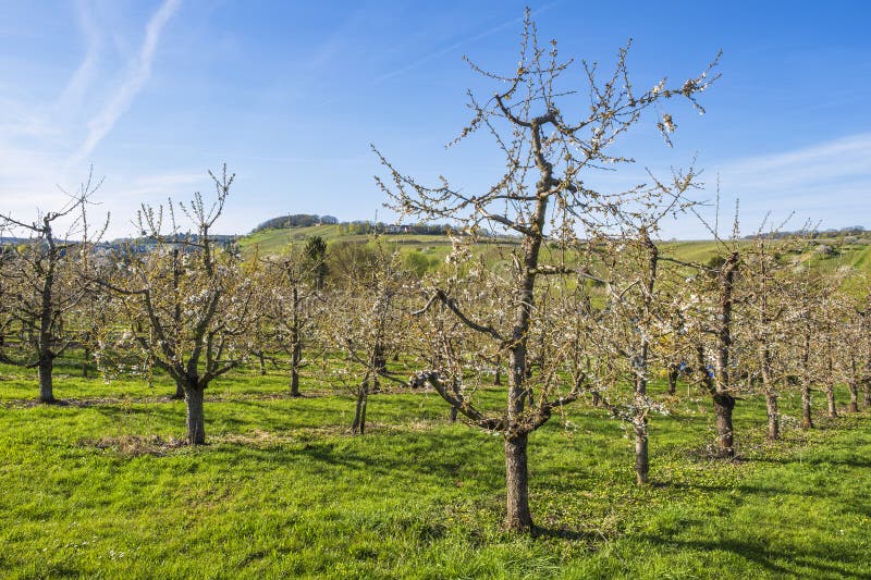 Blooming cherry trees under a white-blue sky in Frauenstein - Germany in the Rheingau. Blooming cherry trees under a white-blue sky in Frauenstein - Germany in the Rheingau