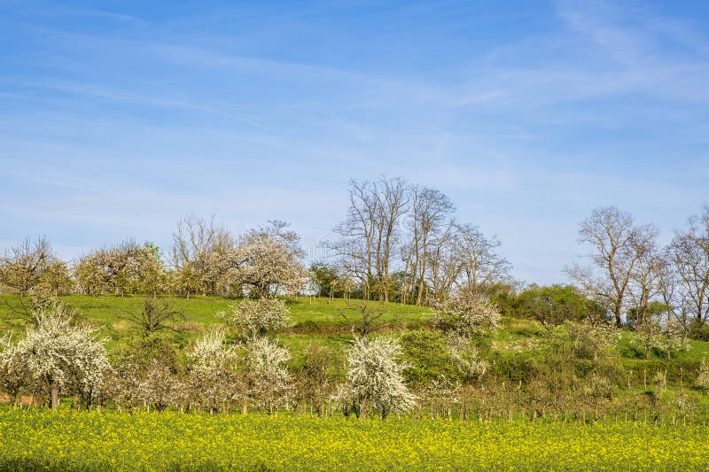 Blooming cherry trees under a white-blue sky in Frauenstein - Germany in the Rheingau. Blooming cherry trees under a white-blue sky in Frauenstein - Germany in the Rheingau