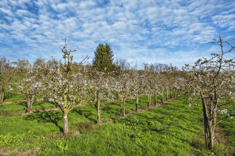 Blooming cherry trees under a white-blue sky in Frauenstein - Germany in the Rheingau. Blooming cherry trees under a white-blue sky in Frauenstein - Germany in the Rheingau