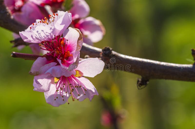 Close-up of red cherry blossoms near Frauenstein Germany in the Rheingau. Close-up of red cherry blossoms near Frauenstein Germany in the Rheingau