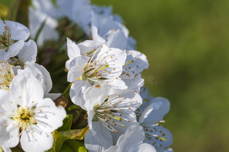 Close-up of white cherry blossoms near Frauenstein - Germany in the Rheingau. Close-up of white cherry blossoms near Frauenstein - Germany in the Rheingau