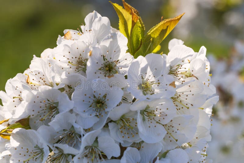 Close-up of white cherry blossoms near Frauenstein - Germany in the Rheingau. Close-up of white cherry blossoms near Frauenstein - Germany in the Rheingau