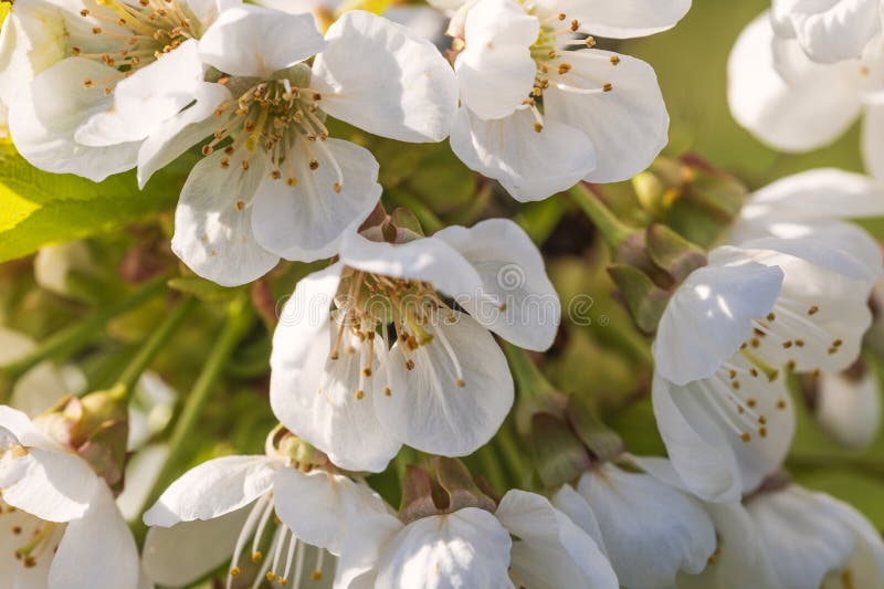 Close-up of white cherry blossoms near Frauenstein - Germany in the Rheingau. Close-up of white cherry blossoms near Frauenstein - Germany in the Rheingau