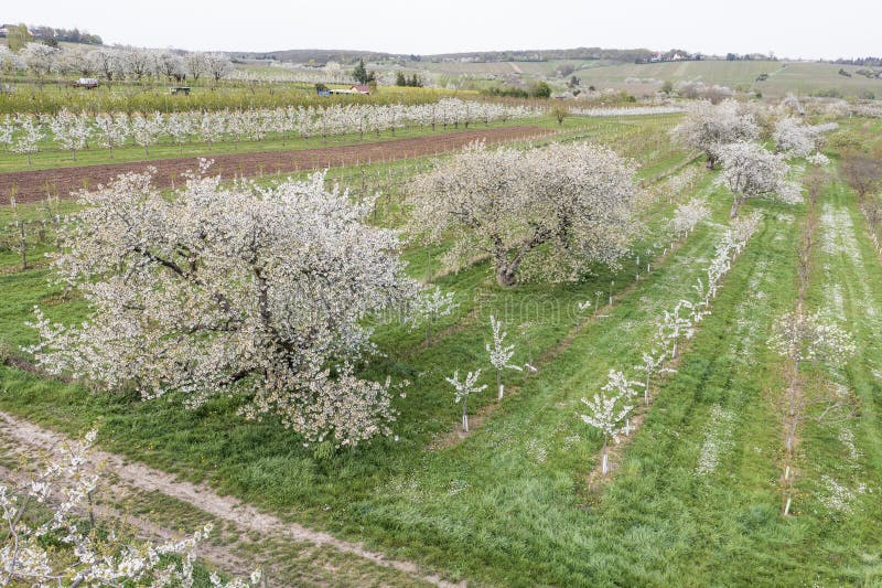 Aerial view of cherry blossoms in Rheingau near Frauenstein Germany. Aerial view of cherry blossoms in Rheingau near Frauenstein Germany