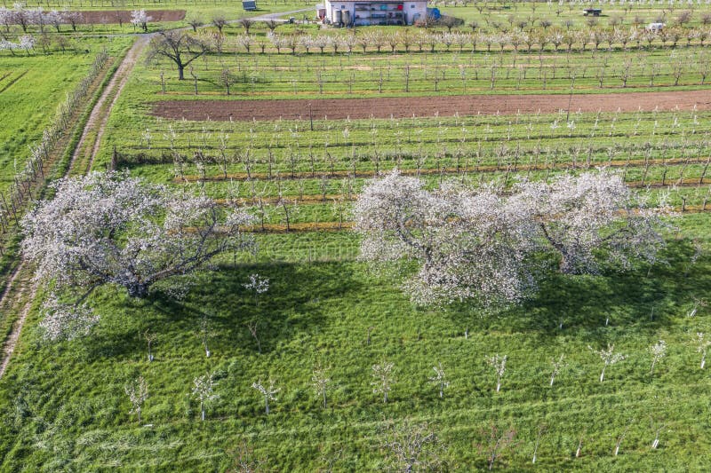 Aerial view of cherry blossoms in Rheingau near Frauenstein Germany. Aerial view of cherry blossoms in Rheingau near Frauenstein Germany