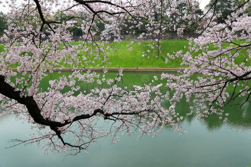 Cherry Blossom Sakura Branches Near River. Stock Photo Image of
