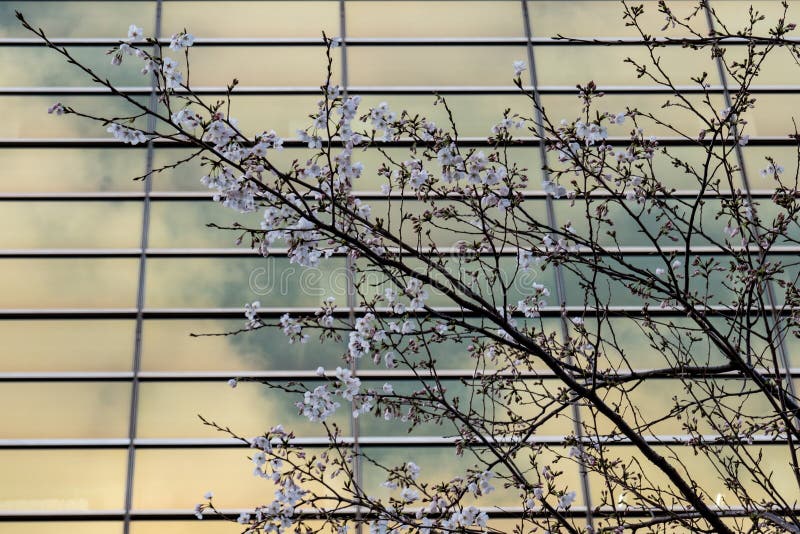 Cherry Blossom Sakura Tree in Bloom on Glass Office Building Background