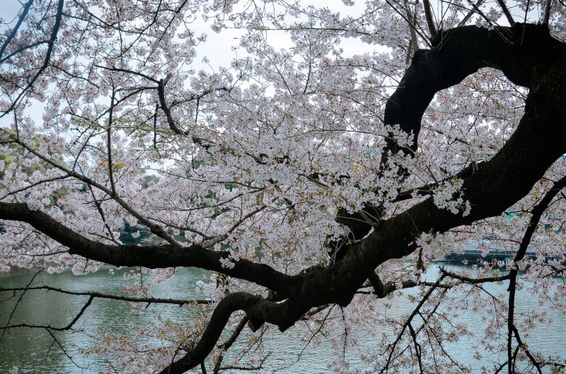 Cherry Blossom Season In Tokyo Japan Stock Image Image Of Beauty cherry-blossom-season-in-tokyo-japan-stock-image-image-of-beauty