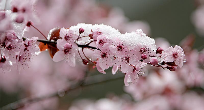 Cherry Blossom and Snow 1