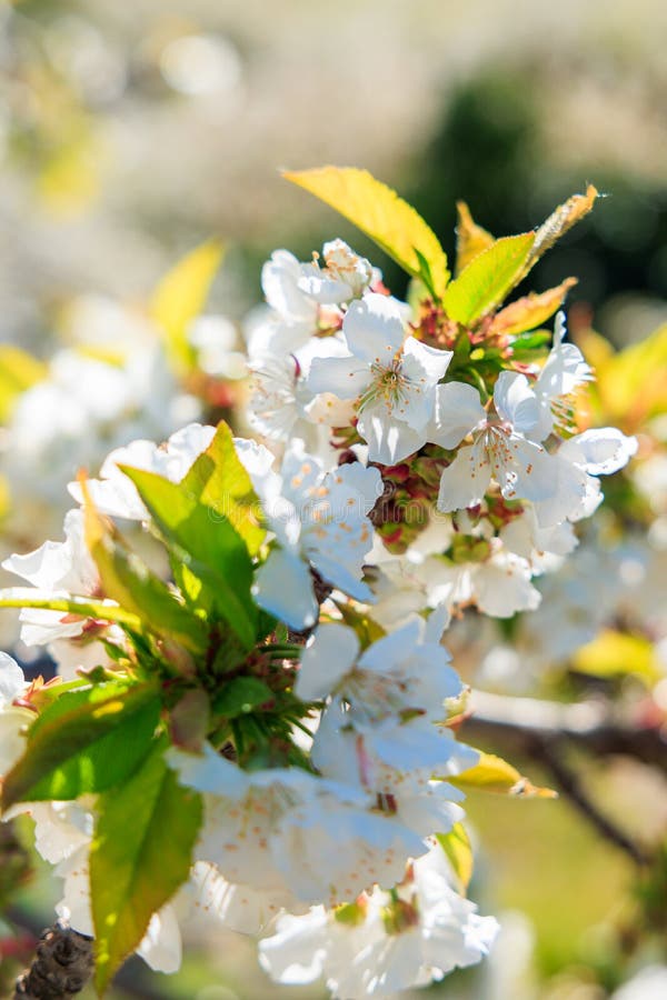 Cherry blossom in spring stock image. Image of blossom 274270019