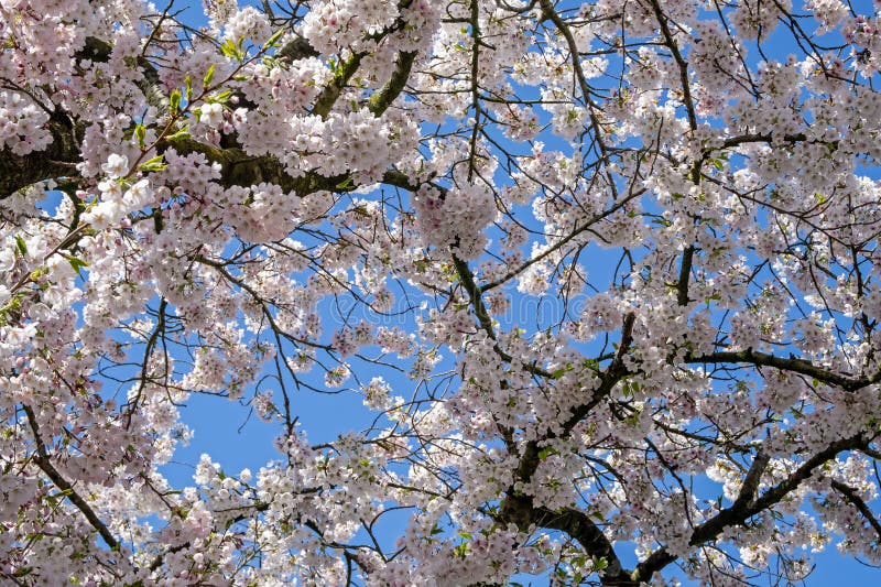 Cherry blossom in spring and a blue sky royalty free stock images