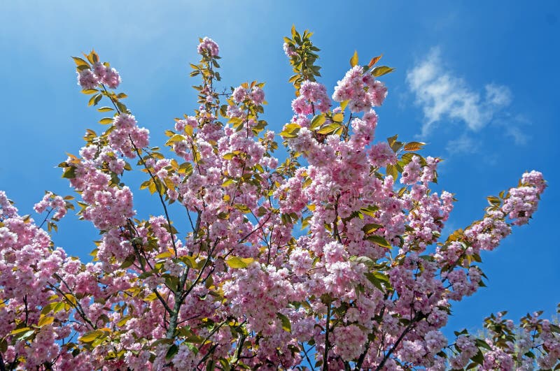 Cherry blossom in spring and a blue sky royalty free stock photo
