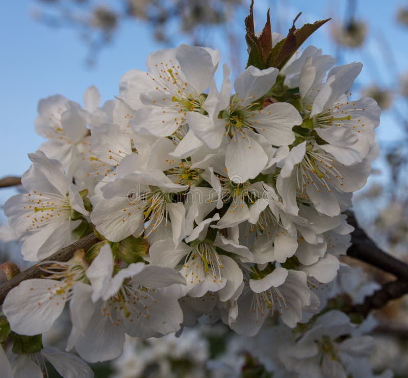 A Bouquet Of Spring Flowers Held In The Hand By Woman In ...