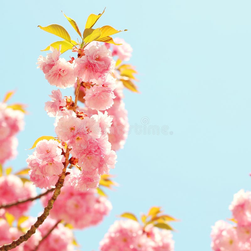 Flowers of Sakura: Amazing Pink Japanese Cherry Blossom Stock Image ...