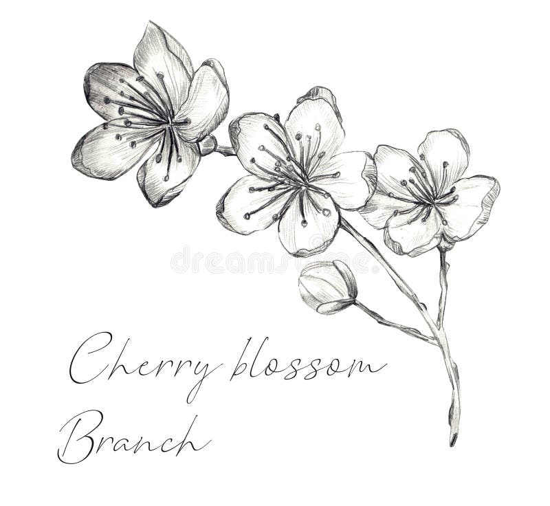 Cherry Blossom-tak