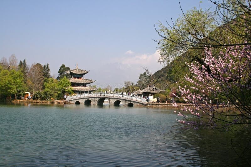 A cherry blossom takes right of picture from a stone bridge and temple pavilion on Black Dragon Pool
