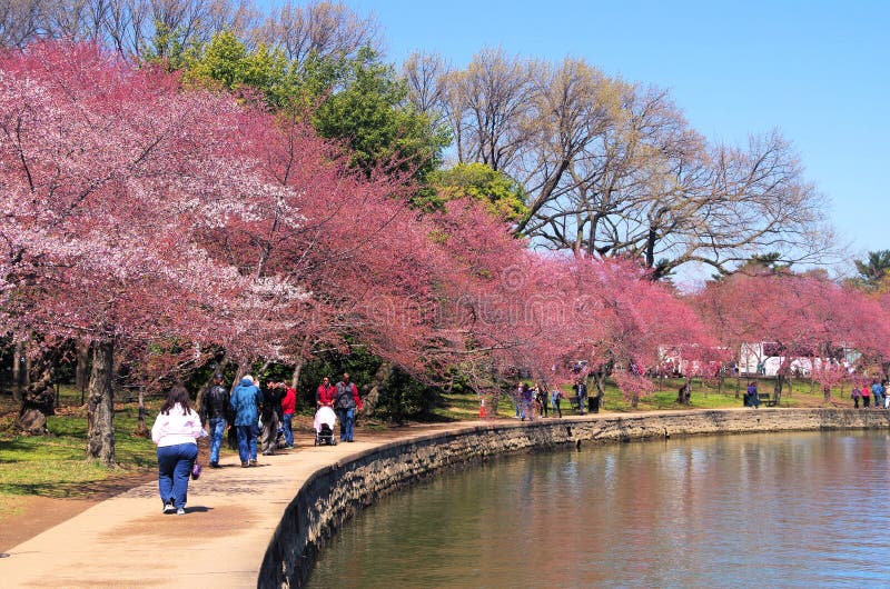 cherry-blossom-time-washington-dc-national-festival-spring-celebration-d-c-commemorating-march-gift-japanese-35142761.jpg