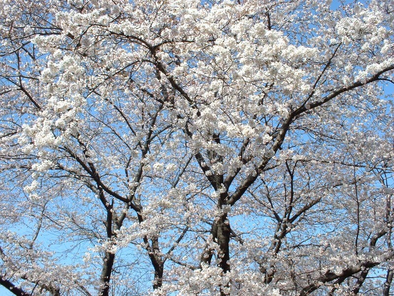 Cherry blossom tree