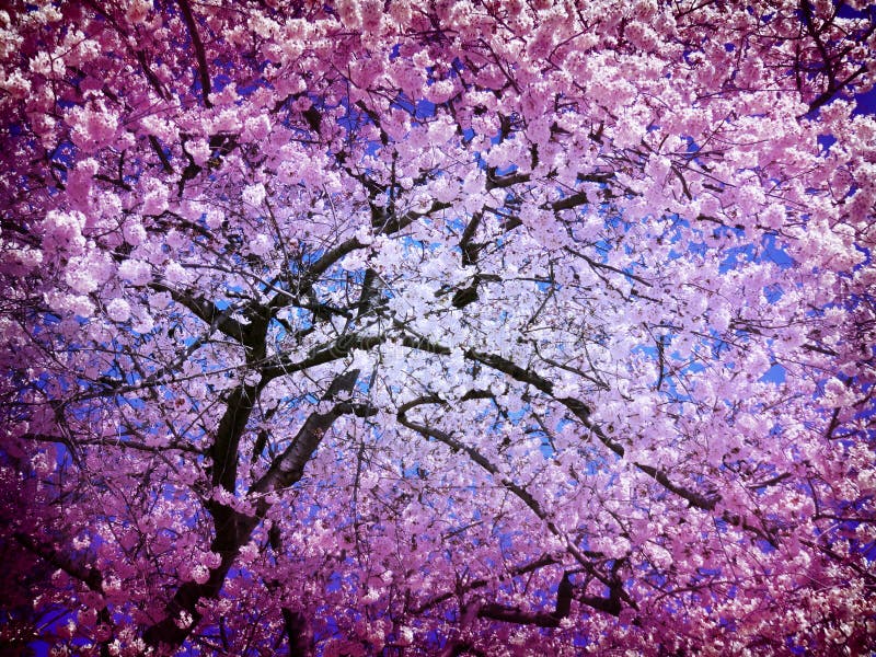 Cherry Blossom Tree abstrato em abril imagem de stock Cherry Blossom Tree abstrato em abril imagem de stock