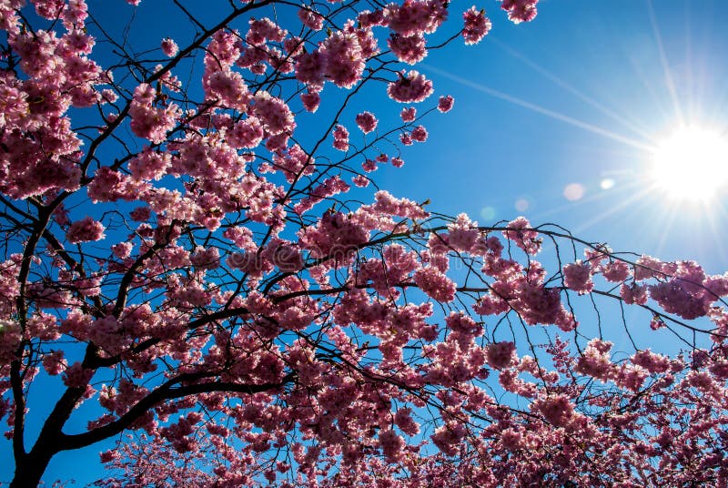 Cherry Blossom Trees at Red Rock Canyon Open Space Colorado Springs ...