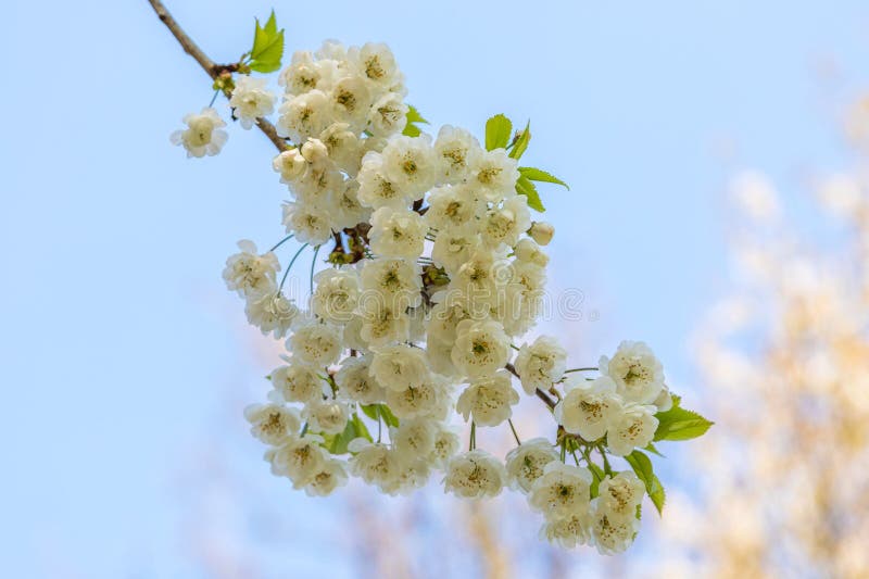 Cherry Blossom Tree. Durham, NorthEast England, UK Stock Image Image