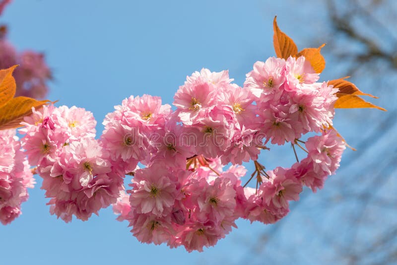 Cherry Blossom Tree. Durham, NorthEast England, UK Stock Photo Image