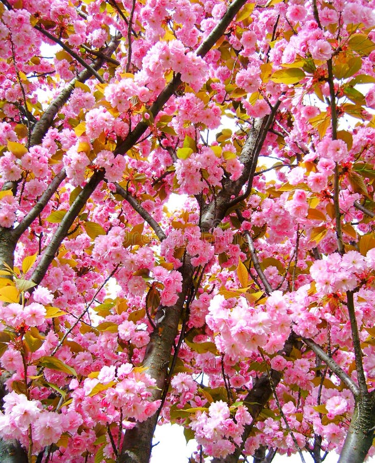 Cherry Blossom Tree in London Stock Photo Image of nature, bloom