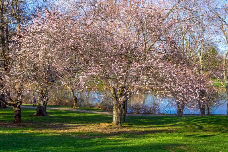 Cherry Blossom Tree in Park Stock Photo Image of seasons, blossoms