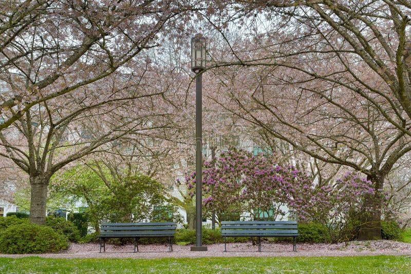 Cherry Blossom Trees bij Park in Salem Oregon stock afbeeldingen Cherry Blossom Trees bij Park in Salem Oregon stock afbeeldingen
