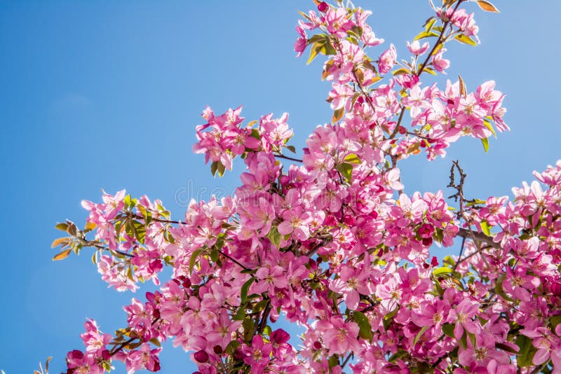 Cherry blossom trees and blue sky