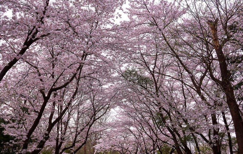 Many cherry blossom trees creating an arched path in the forest royalty free stock photography Many cherry blossom trees creating an arched path in the forest royalty free stock photography