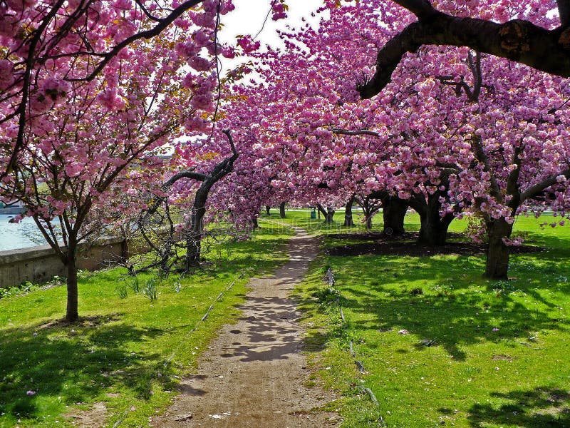 Cherry Blossom Trees stock photo. Image of outside, beginning 274703640
