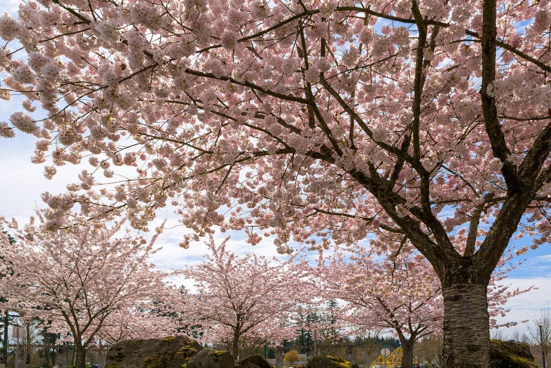 50 970 Cherry Blossom Trees Photos Free Royalty Free Stock Photos From Dreamstime