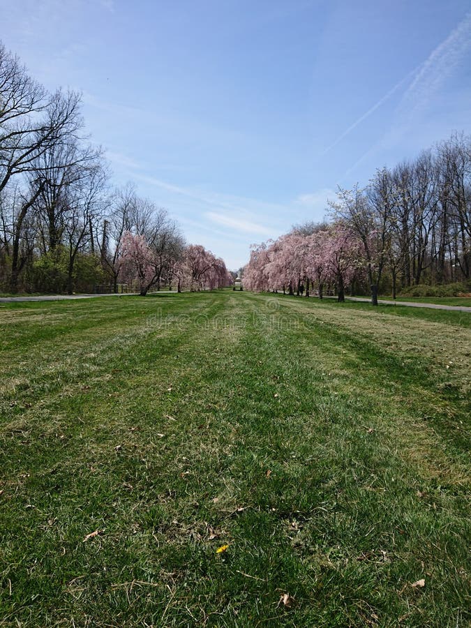 Cherry Blossom Trees from Parkview royalty free stock photography Cherry Blossom Trees from Parkview royalty free stock photography