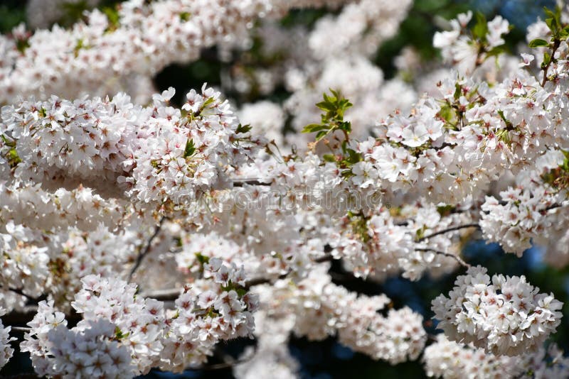 Cherry Blossom Trees stock image. Image of freshness 249202857