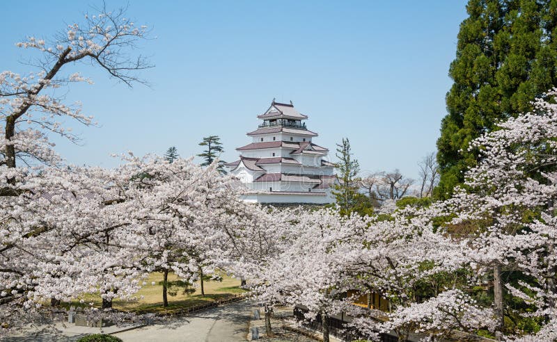 Cherry-blossom trees in Tsuruga castle park.