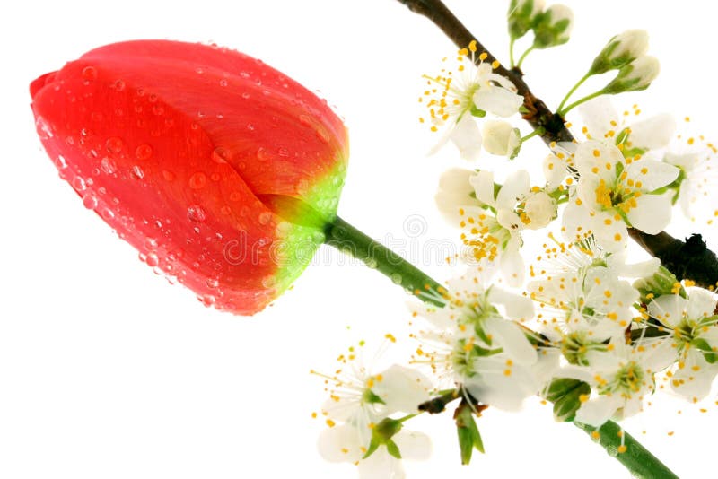 Cherry blossom and tulip