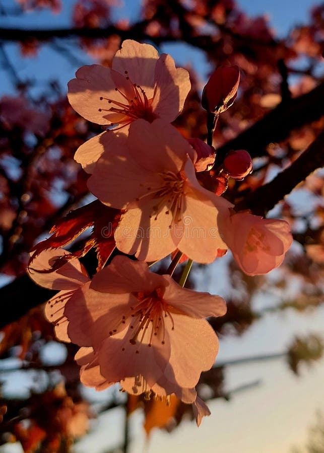Cherry Blossom Turn Orange with the Morning Sunshine Stock Photo