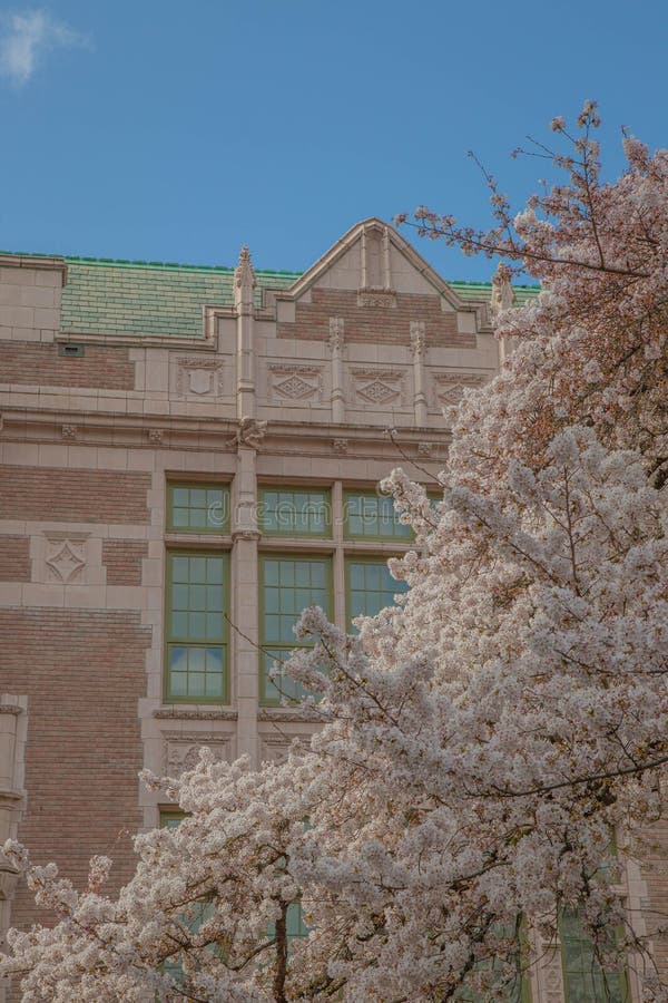 UW cherry blossom 2023 editorial stock photo. Illustration of peaceful