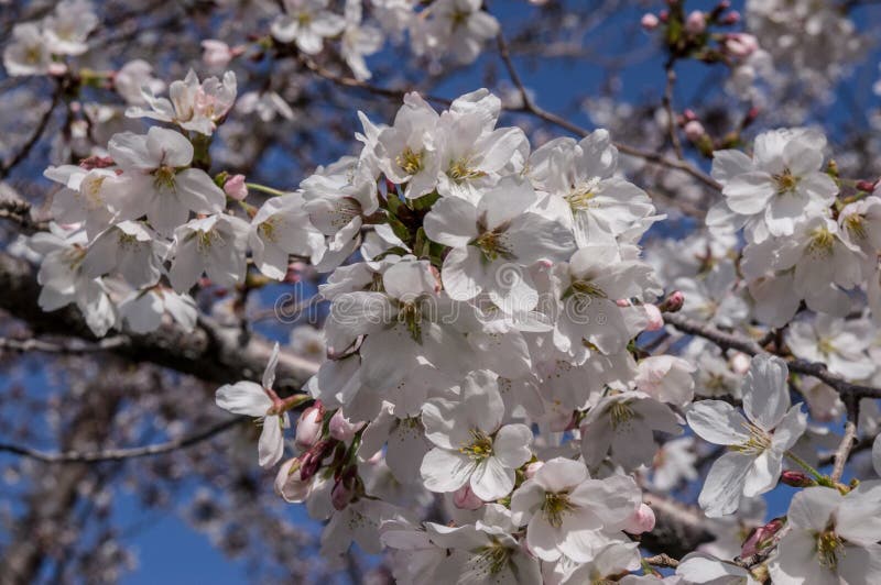 Cherry Blossom at Utah State Capital, Salt Lake City, UTah Stock Image ...