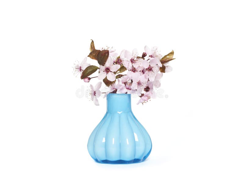 Cherry blossom in a vase stock image. Image of closed 50874849